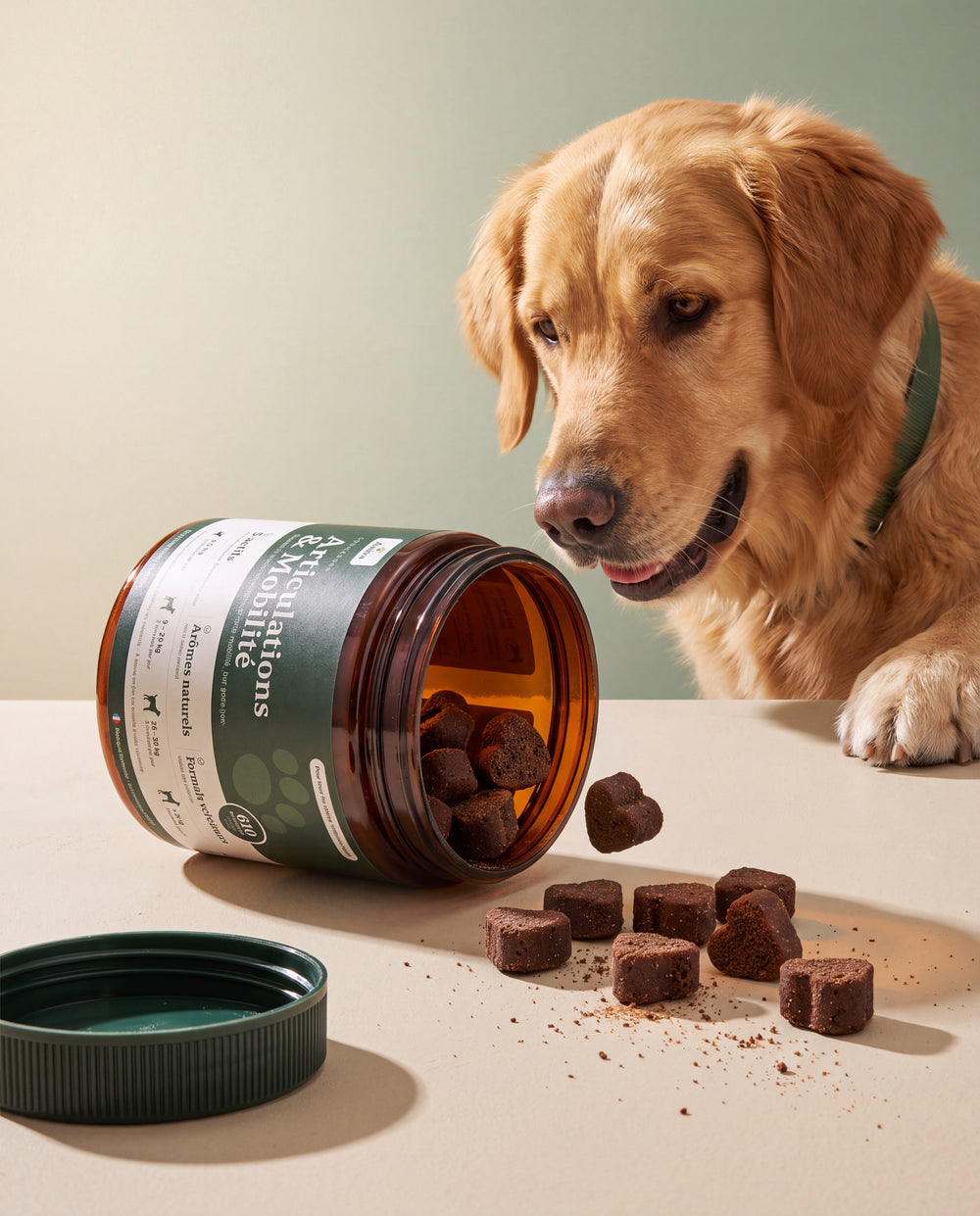 Chien heureux avec son humain
